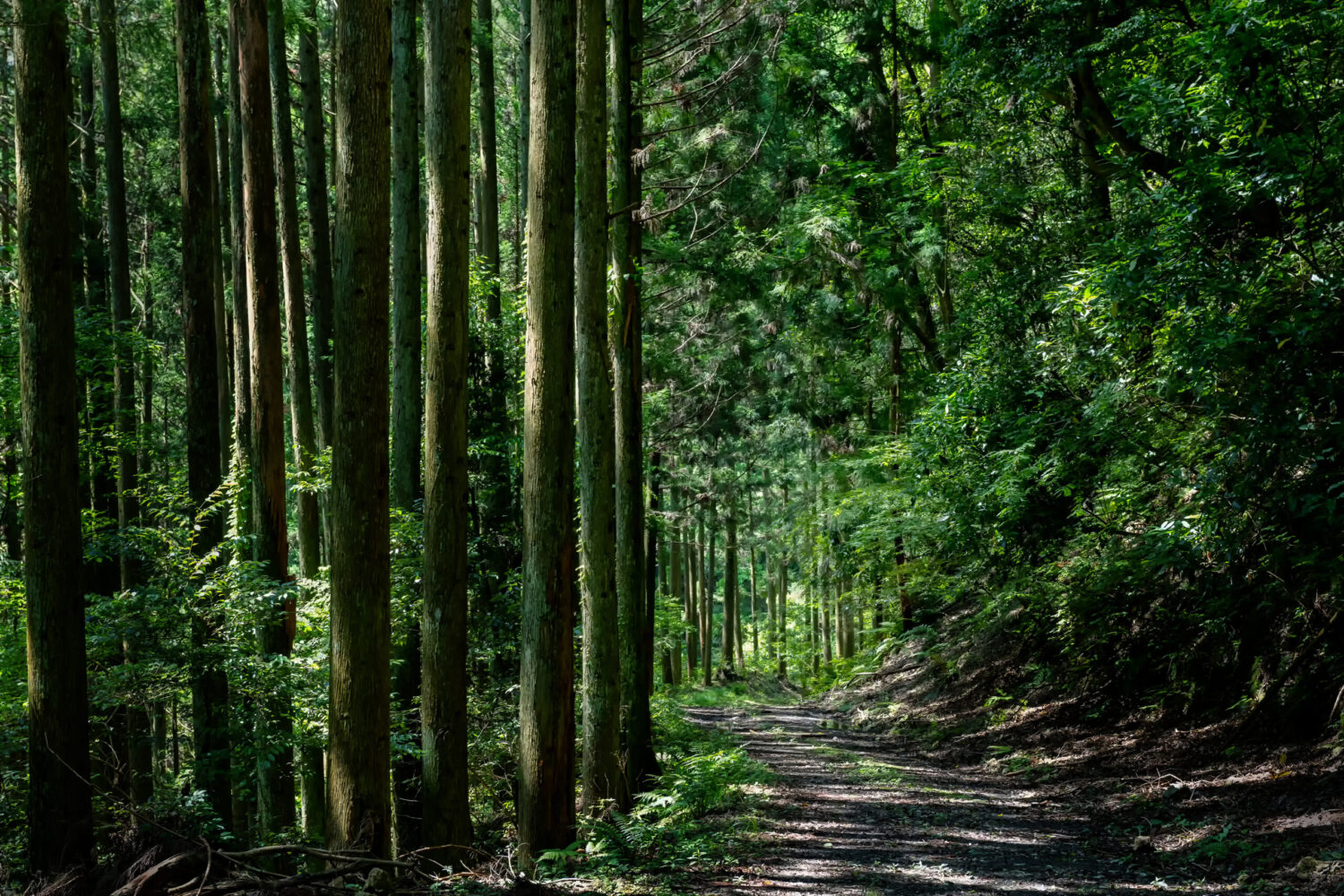 林道